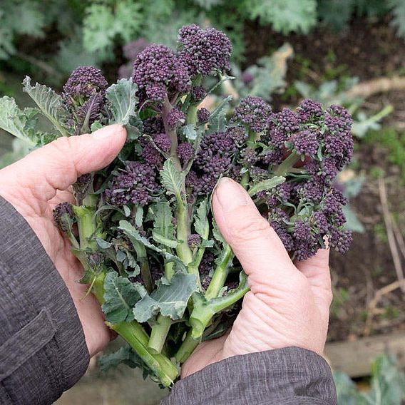 Broccoli (Organic) Seeds - Purple Sprouting Early