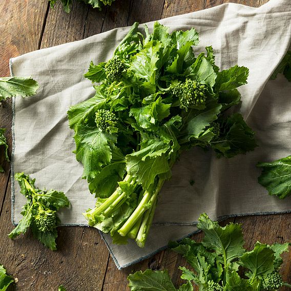 Broccoli Raab Seeds - Quarantina