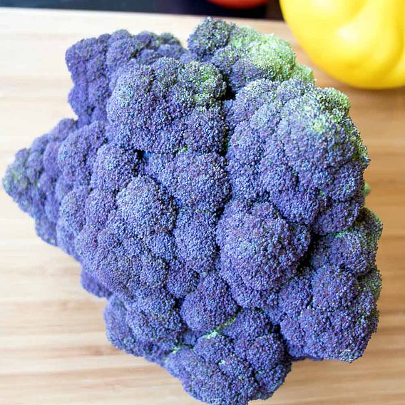 Jacaranda Broccoli Plants