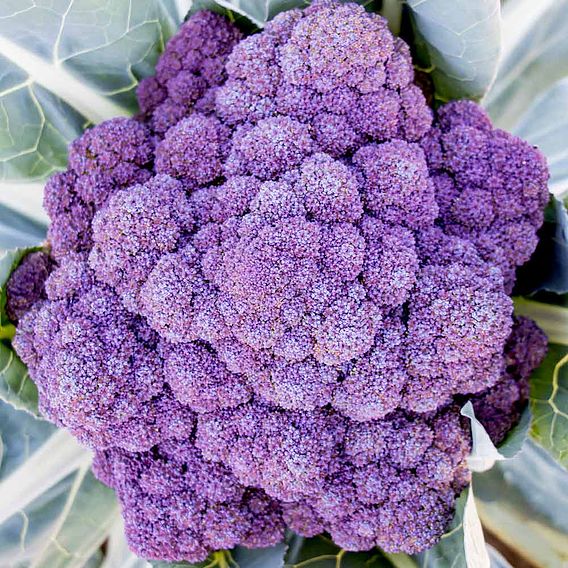 Jacaranda Broccoli Plants