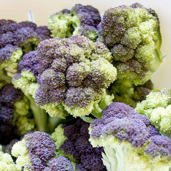 Jacaranda Broccoli Plants