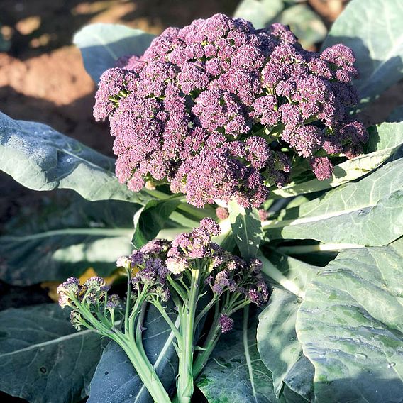 Broccoli Seeds - Purple Rain F1