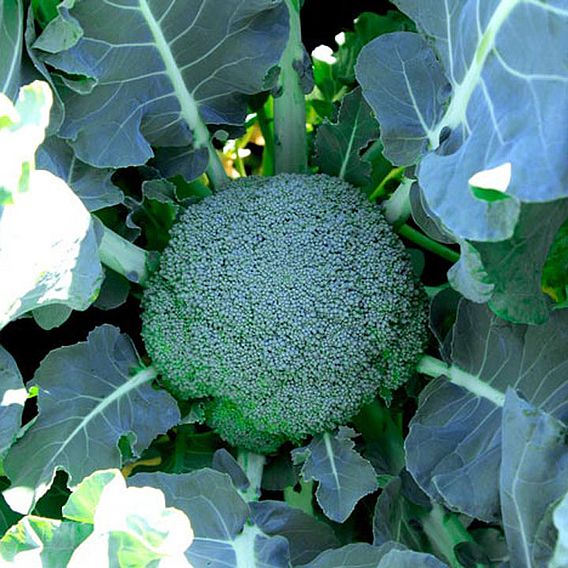 Broccoli 'Gemini' F1 - Seeds