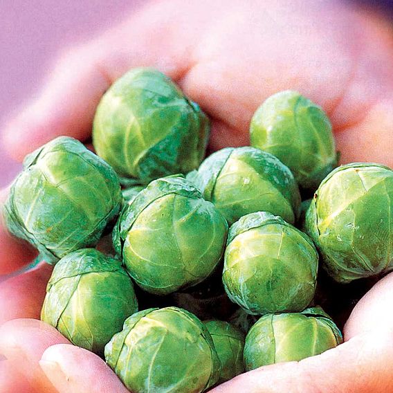 Brussels Sprout Continuity Collection