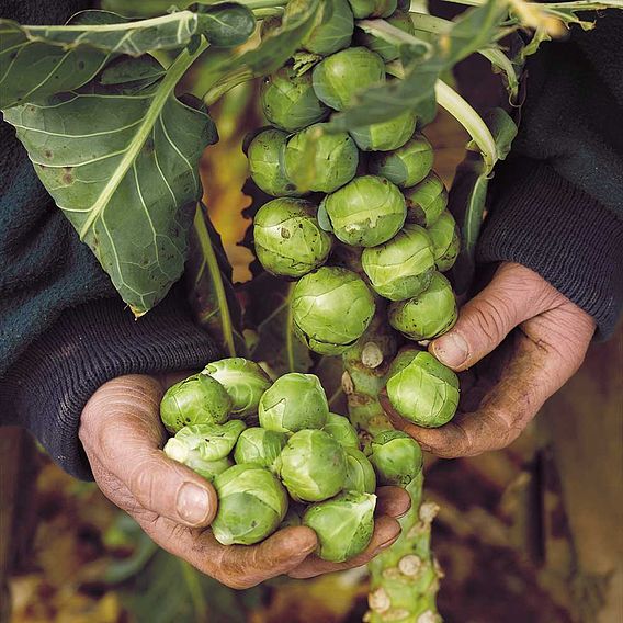 Brussels Sprout Seeds - Continuity F1 Mix