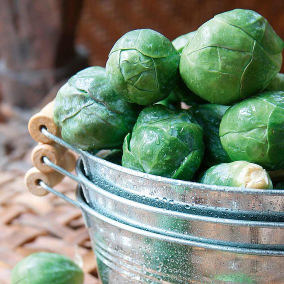 Brussels Sprout Seeds - Crispus F1