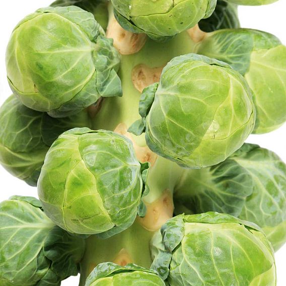 Brussels Sprout Continuity Collection