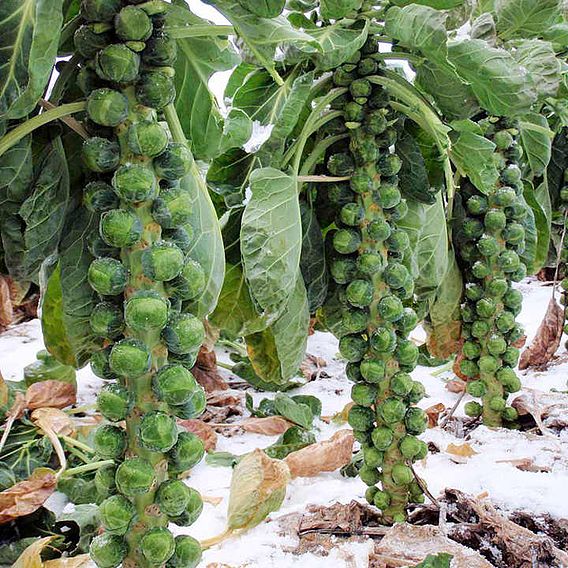 Brussels Sprout 'Continuity Mix' F1 - Seeds