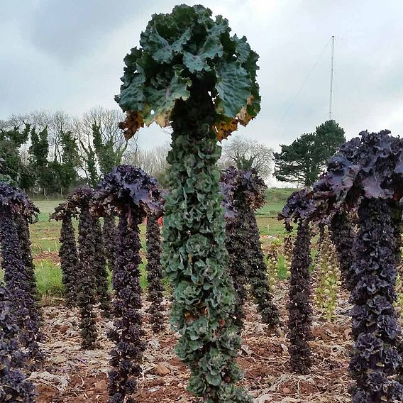 Kalettes®