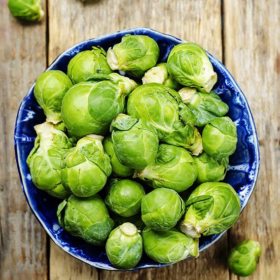 Brussels Sprout 'Jade Cross' F1 - Seeds