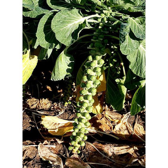 Brussels Sprout 'Gladius' F1 - Seeds