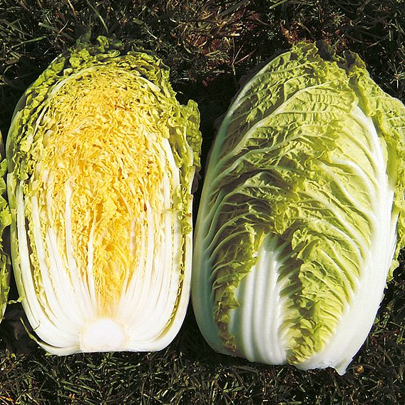 Cabbage Seeds Chinese - Richi F1