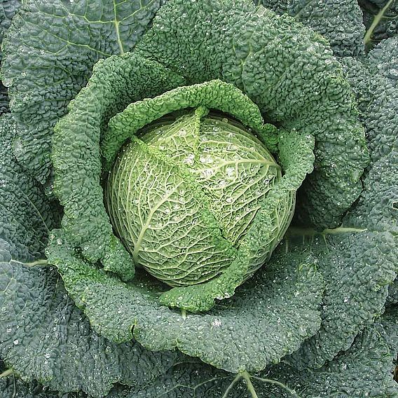 Cabbage Seeds - Rigoleto F1