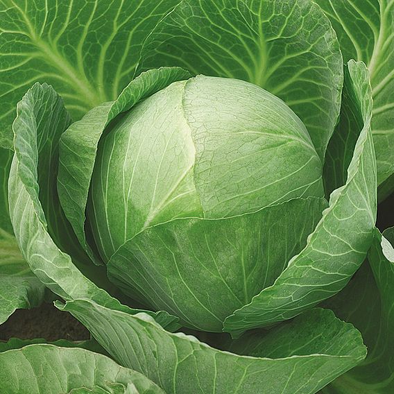 Cabbage 'Vivaldi' F1 - Seeds