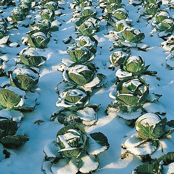 Cabbage Seeds - Tundra F1