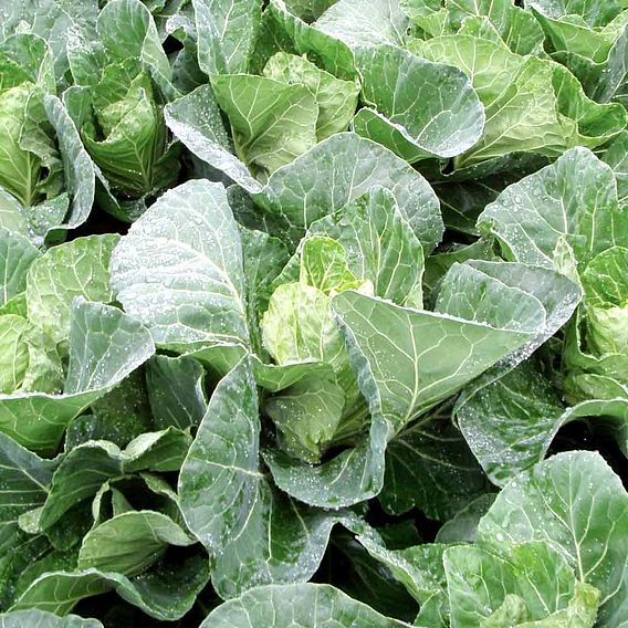 Late Cropping Brassicas 'Our Collection'