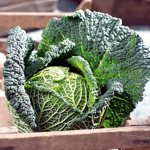 Cabbage 'Preludium' F1 (Savoy) - Seeds