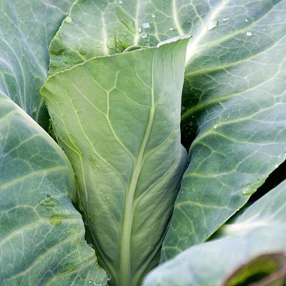Cabbage Plants - Pointed Continuity Duo Pack