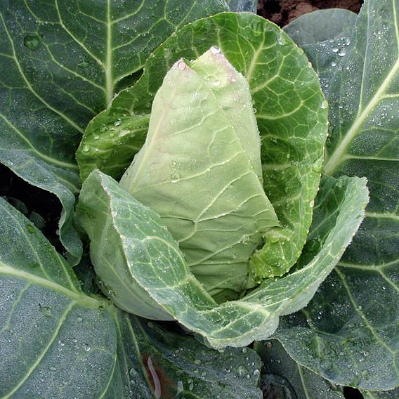 Cabbage 'Dutchman' F1 - Seeds