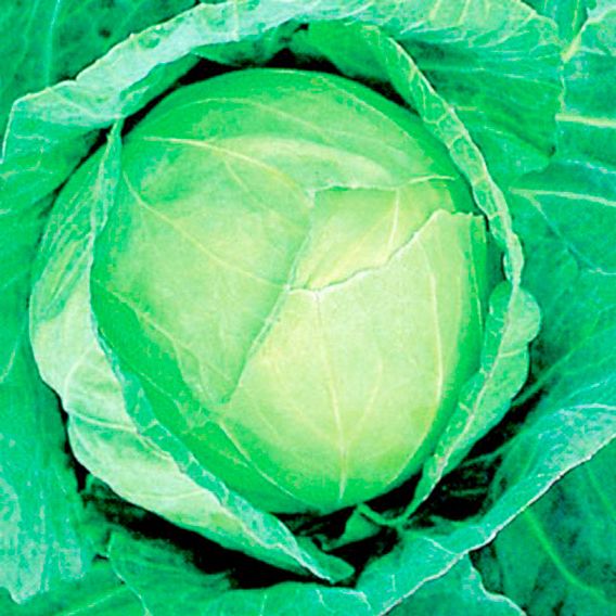 Cabbage 'Golden Acre' - Seeds