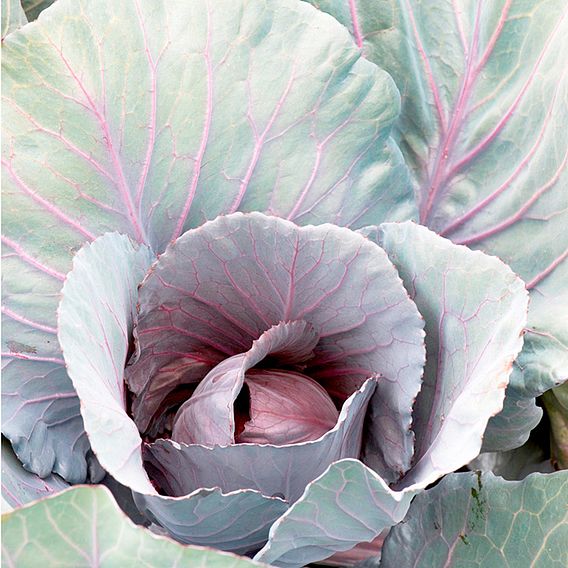 Cabbage Seeds - F1 Red Jewel