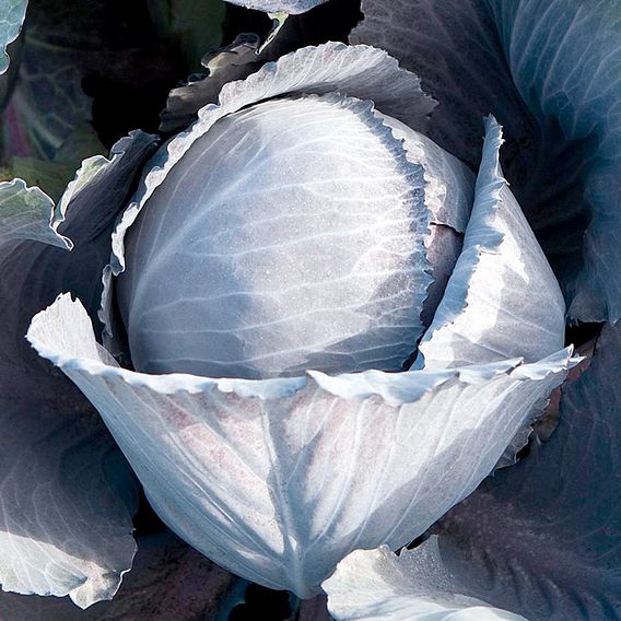 Cabbage 'Lodero Red' F1 - Seeds