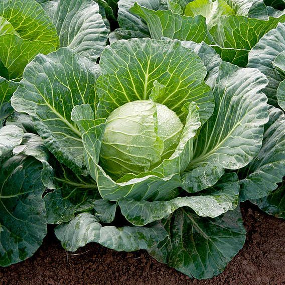 Cabbage 'Sunta' F1 - Seeds