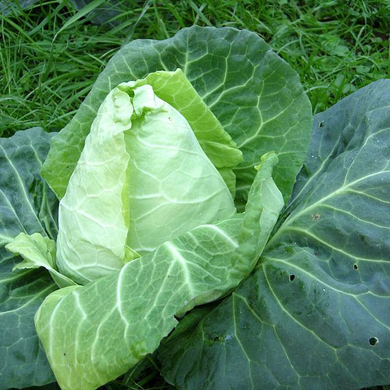 Cabbage Advantage