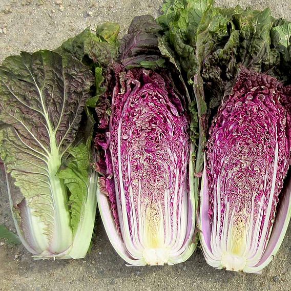 Chinese Cabbage 'Scarvita' F1 - Seeds