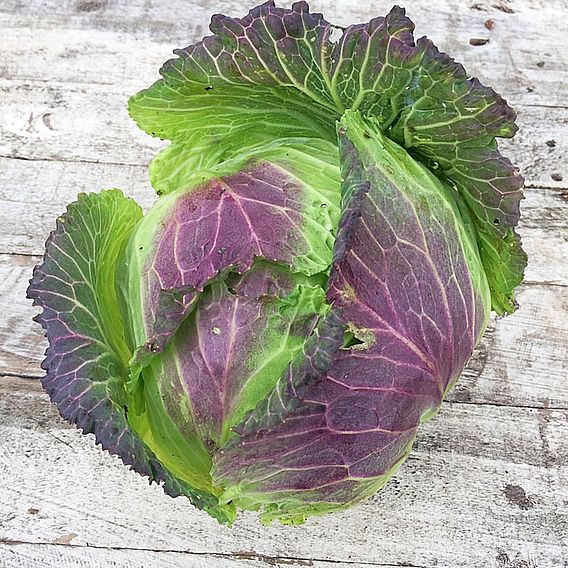 Cabbage Savoy Seeds - January King 3