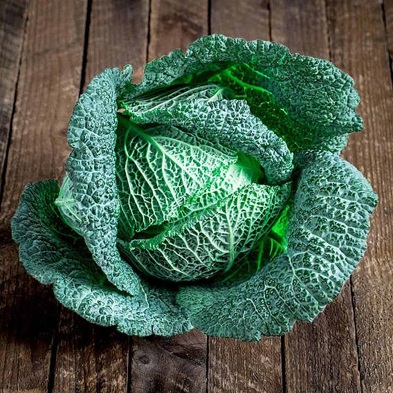 Cabbage (Savoy) Seeds - Cordesa F1