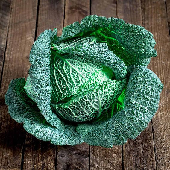 Cabbage 'Cordesa' (Autumn Savoy)