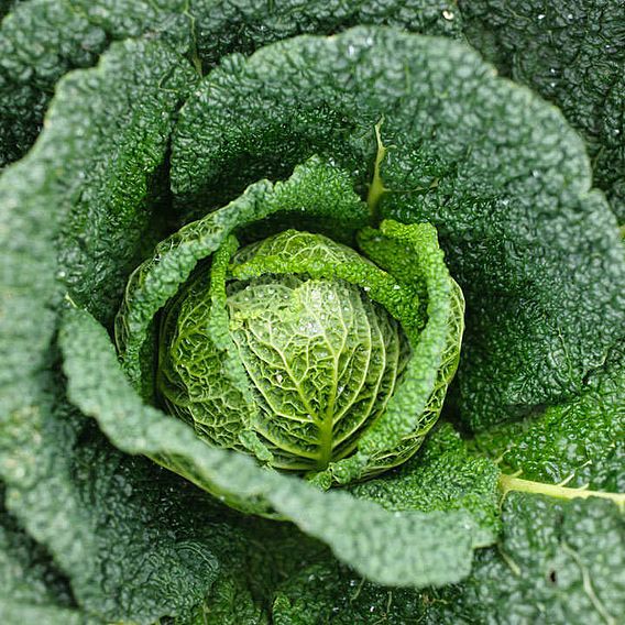 Cabbage Savoy (Organic) Seeds - Vertus