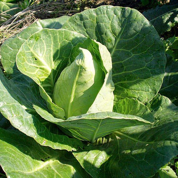 Cabbage 'Chateaurenard' - Organic Seeds