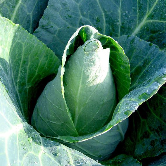 Cabbage (Organic) Seeds - Caraflex F1