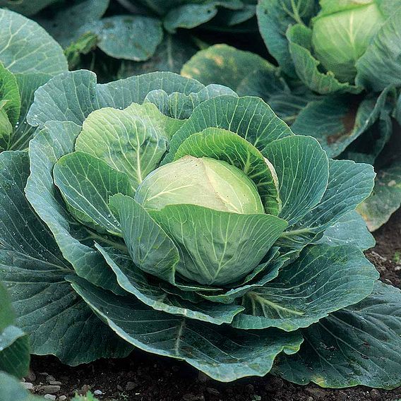 Cabbage 'Kilazol' F1 - Seeds
