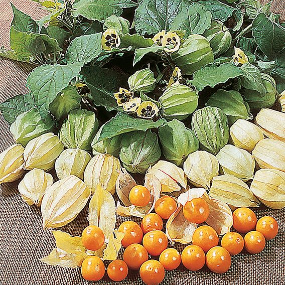 Cape Gooseberry - Seeds