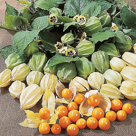 Cape Gooseberry Seeds