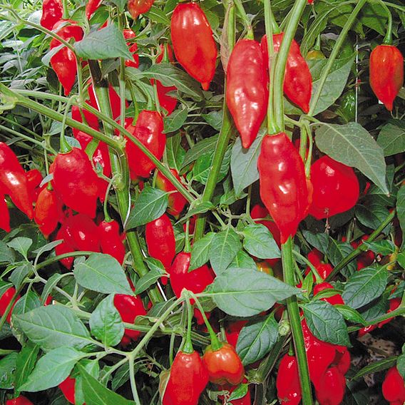 Chilli Pepper 'Paper Lantern' - Seeds