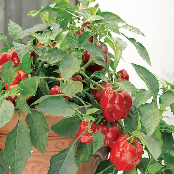 Pepper 'Redskin' F1 - Seeds