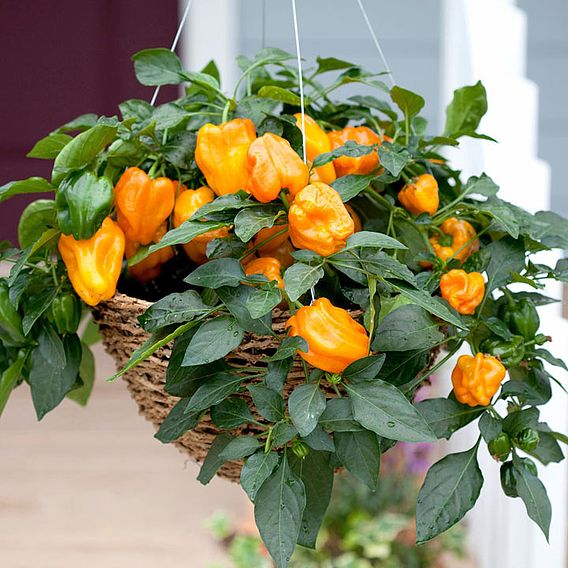 Pepper 'Mohawk' - Seeds