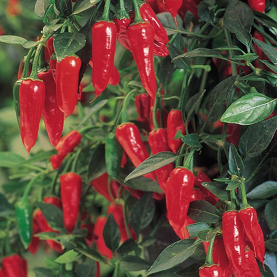 Chilli Pepper 'Apache' F1 - Seeds
