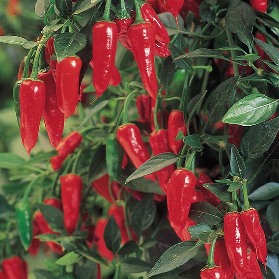 Pepper Chilli Seeds - Apache F1