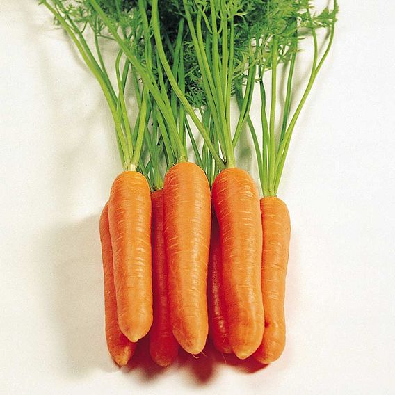Carrot Seeds - Eskimo F1