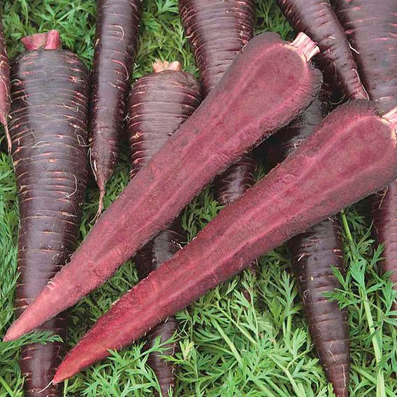 Carrot 'Purple Sun' F1 - Seeds