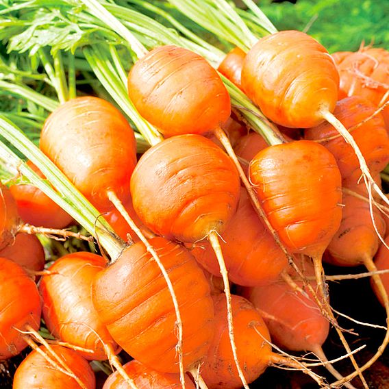 Carrot Seeds - Atlas