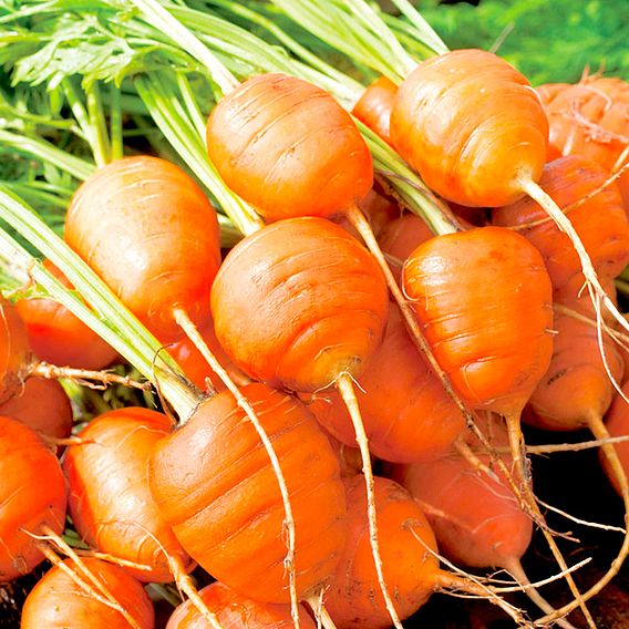 Carrot 'Atlas' - Seeds