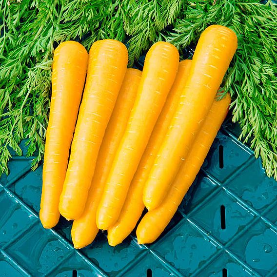 Carrot 'Gold Nugget' F1 - Seeds