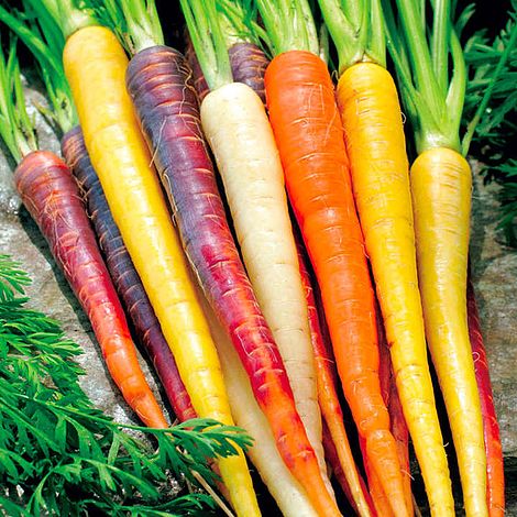 Carrot 'Rainbow' - Seeds