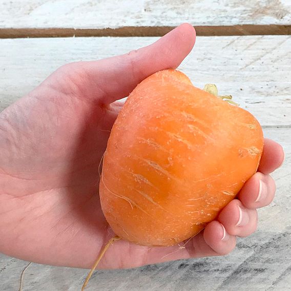 Carrot 'Oxheart' - Seeds